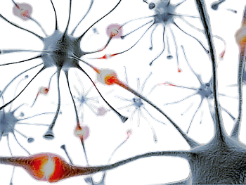 Notre système nerveux central comporte 86 milliards de neurones stimulé et régulé par Neuroptimal